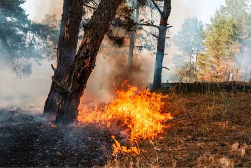 Dichiarazione stato di massima pericolosità per gli incendi boschivi su tutto il territorio regionale del Piemonte a partire dal giorno 08 luglio 2026